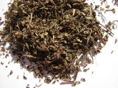 Ocimum sanctum - Heilige Basilicum
